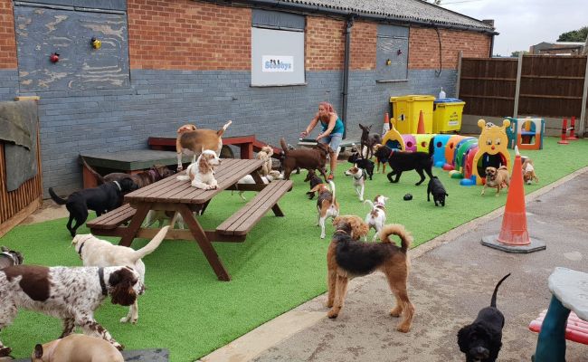 Best Doggy Care Centre in Oxford
